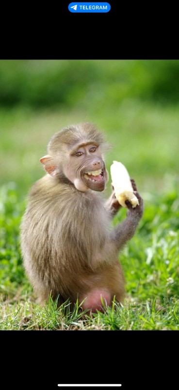 Создать мем: макаки, мартышка, самая смешная обезьяна