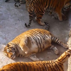 Создать мем: амурские тигры в китайском зоопарке, толстый тигр, жирный тигр