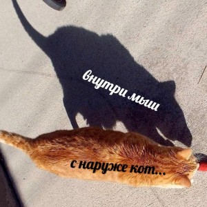 Создать мем: коты, живи, кот