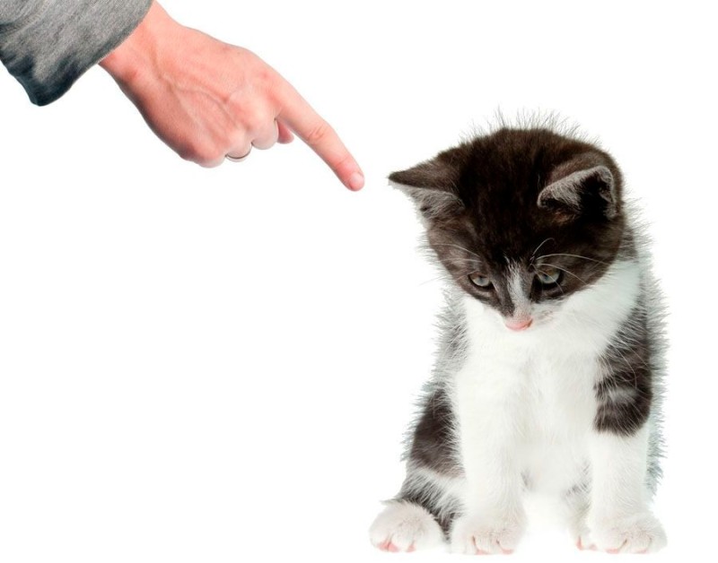 Create meme: cat , the cat is punished, cat white background