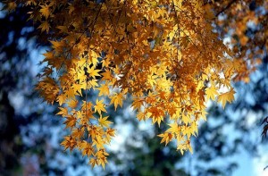 Create meme: yellow foliage, maple in autumn, autumn maple