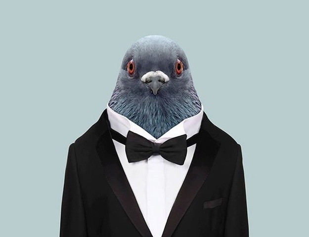 Create meme: dove , The pigeon in the jacket, the pigeon is funny