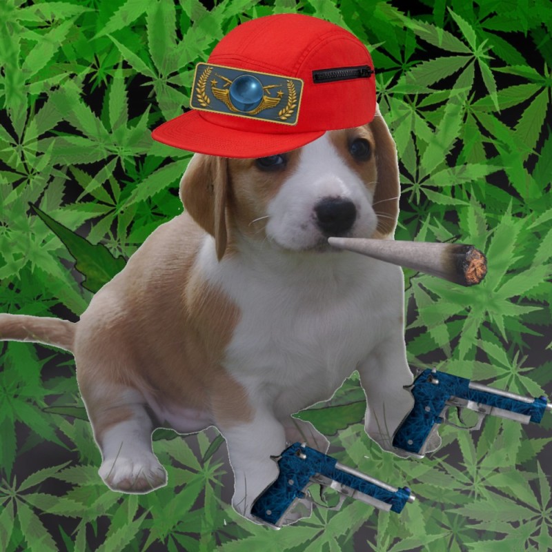 Create meme: ez ace, Beagle dog, dog breed Beagle