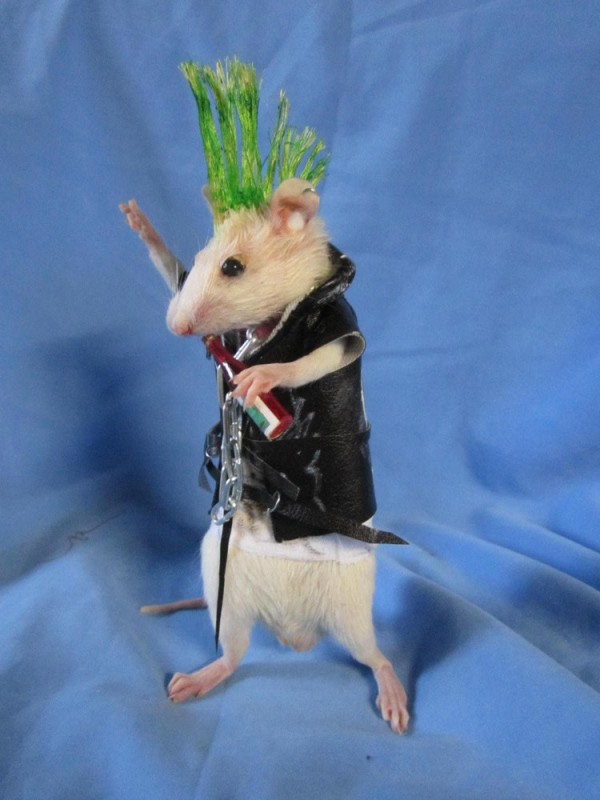 Create meme: rat punk, beautiful rats, a rat with a mohawk