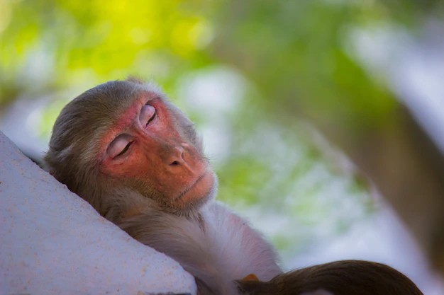 Создать мем: обезьяна, спящая обезьяна, сонная обезьяна