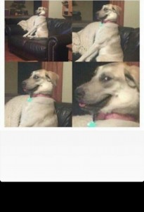 Создать мем: meme, dog, смотри собака мемы