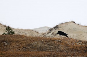 Create meme: the Curonian spit moose, landscape
