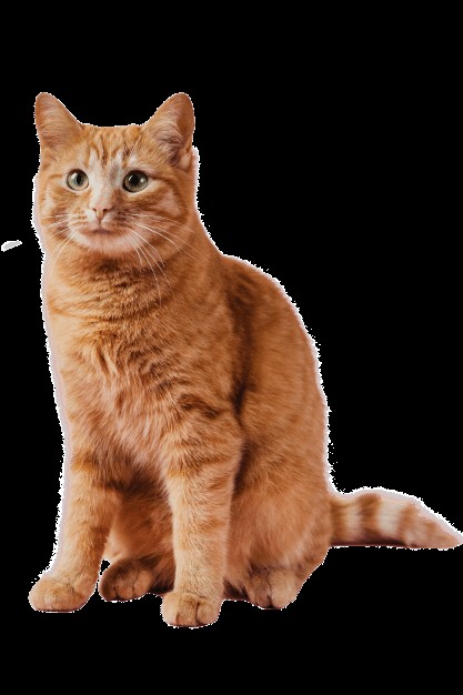Create meme: red cat , cat , a red cat on a white background