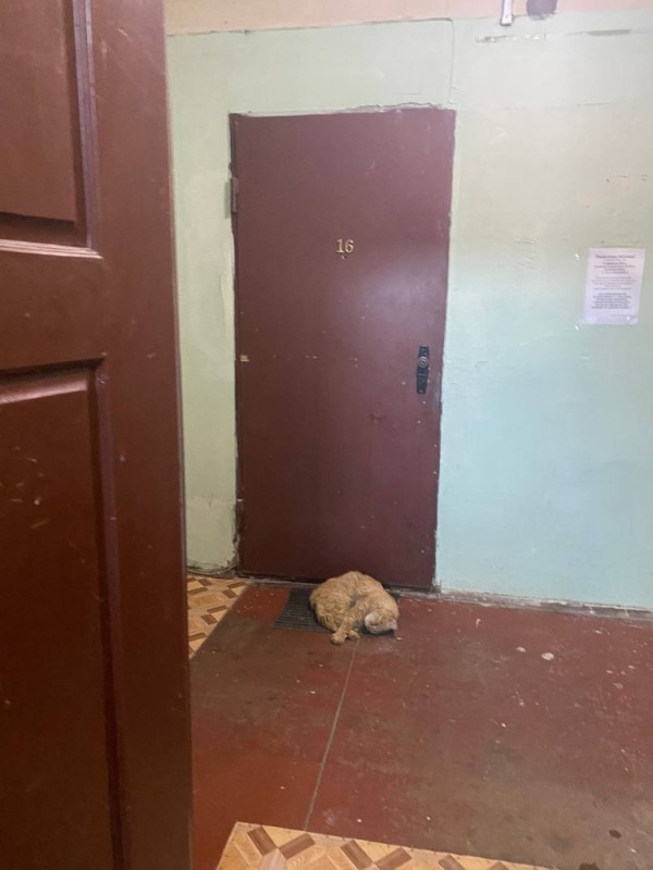 Create meme: cat in the entrance, lost dog, entrance 
