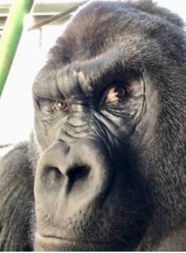 Create meme: gorilla , gorilla monkey, a gorilla with a flat face