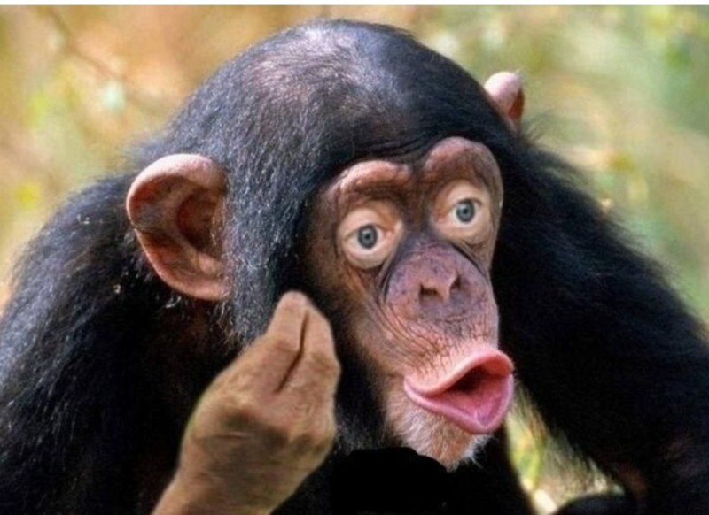 Создать мем: обезьяна с губами, шимпанзе мем, шимпанзе губы