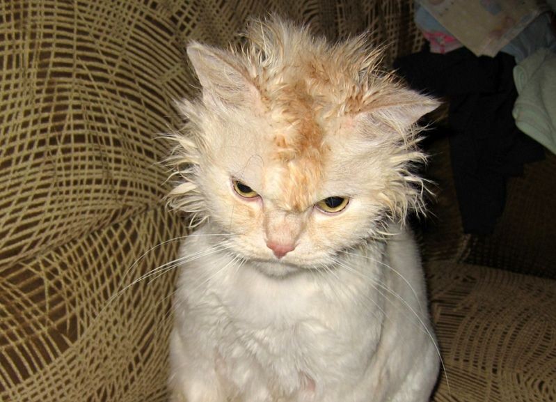 Create meme: a cat with disheveled hair, a mangy cat, a battered cat