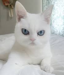 Create meme: ivory white , cute white cats, white cat 