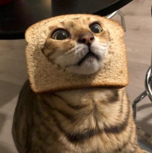 Создать мем: смешные кошки, котик в хлебе мем, котики смешные