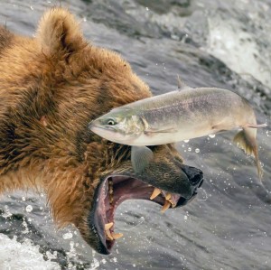 Create meme: salmon, saltwater fishing in Georgia, Kamchatka salmon