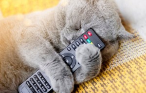 Create meme: Cat, the cat and the TV remote, kitty