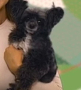 Create meme: chinese crested breed, toy poodle , chinese crested dog