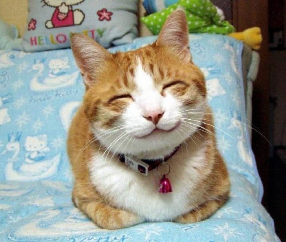 Create meme: happy cat , The happy cat is smiling, happy cat
