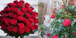 Создать мем: букет бордовых роз, роза скарлет павемент, букет живых роз