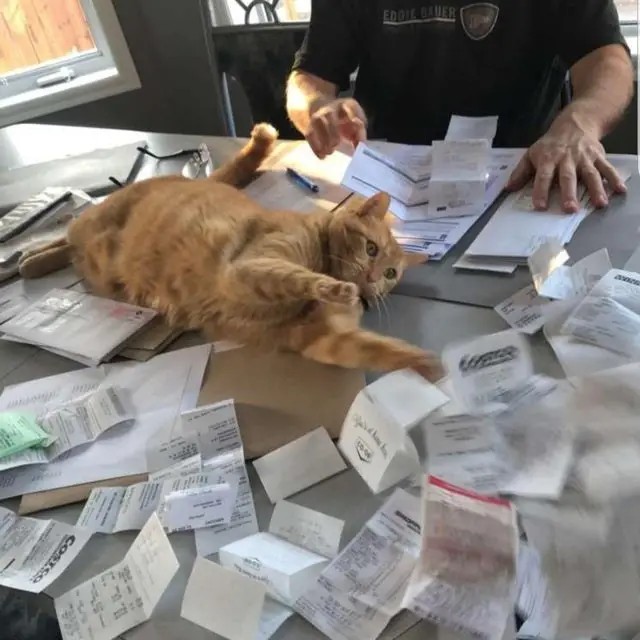 Create meme: the chief accountant's cat, cat , a cat with papers