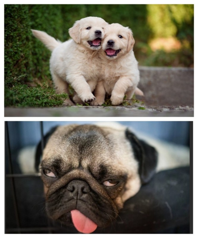 Create meme: golden retriever, Labrador , dog pug 