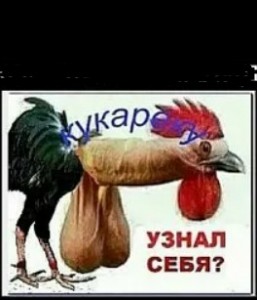 Create meme: cock joke, rooster, chicken