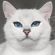 Create meme: pedigree cats with blue eyes, toggle studs Kobe, cat face