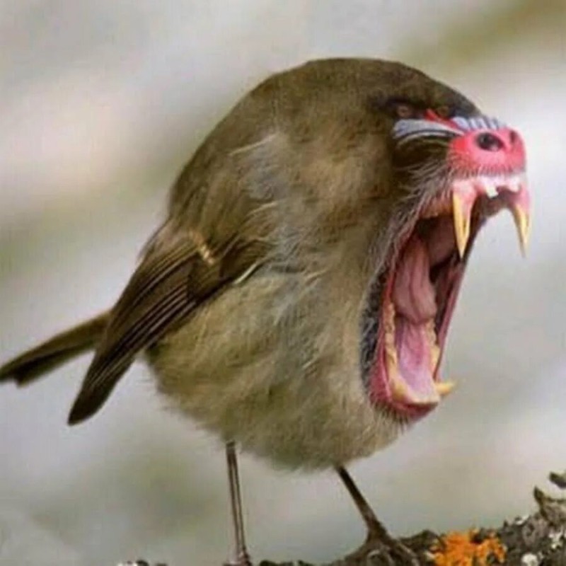 Create meme: toothy birds, the bird yells, funny sparrow