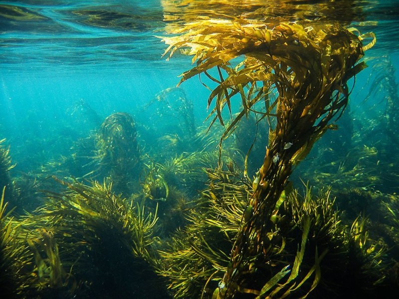 Create meme: brown algae, kelp kelp, kelp
