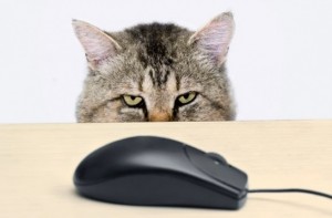 Создать мем: кошки забавные, компьютерная мышка, кошка и компьютерная мышь