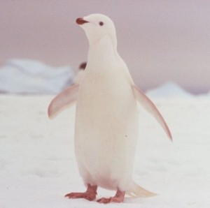 Создать мем: животные милые, императорский пингвин альбинос, белый пингвин