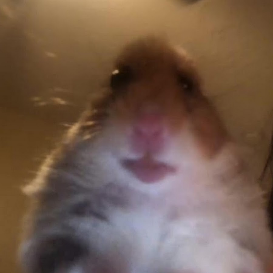 Create meme "fun with hamsters, hamster selfie, funny hamster