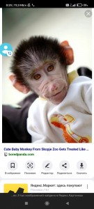 Создать мем: чудная обезьянка, самые милые обезьянки в мире, обезьяна