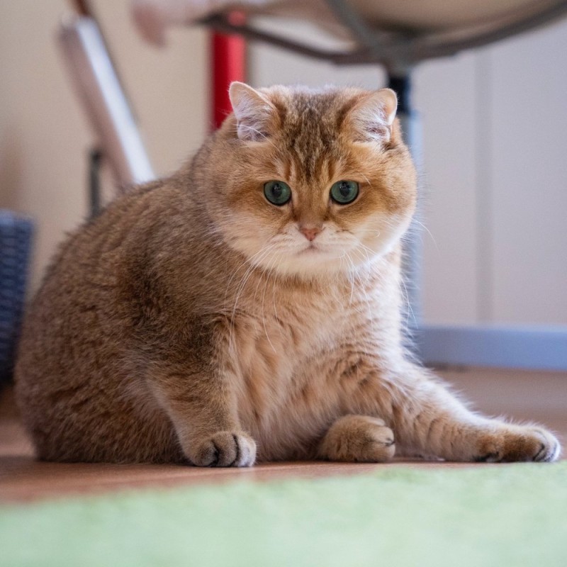 Создать мем: хосико кот порода, шотландская хосико, шотландская короткошерстная золотая шиншилла