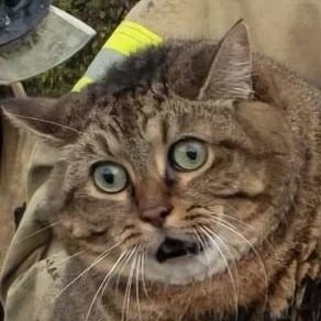 Create meme: scared cat, cat funny , cats are funny