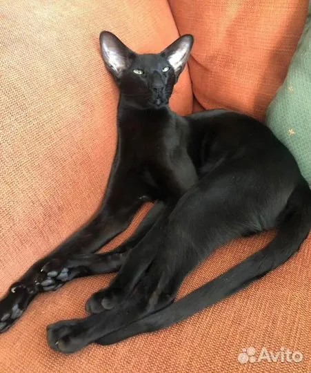 Создать мем: кот ориентал, ориентальный черный кот, черный кот породы ориентал