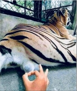 Create meme: animals tiger, home tiger, tiger