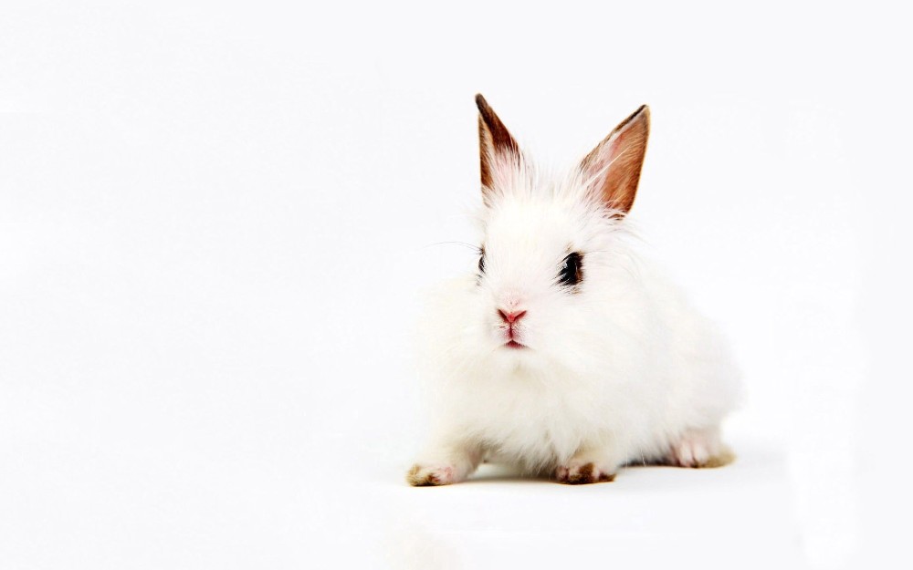 Создать мем: фон кролик, мини кролик, кролик белый фон