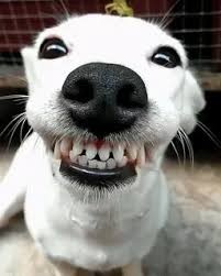 Создать мем: собака улыбка, собака с зубами, собака улыбается с зубами