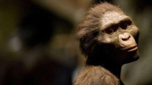 Create meme: Australopithecus sediba, Australopithecus afar, hominids