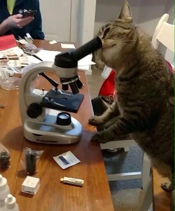 Create meme: cat with a microscope, the cat in the lab, cats are funny