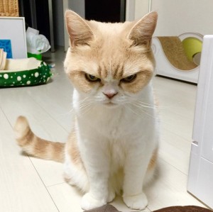 Create meme: cat, unhappy cat, angry cat