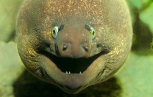 Create meme: Moray