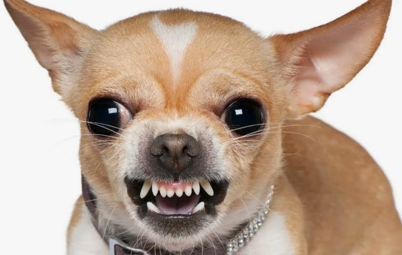 Create meme: chihuahua muzzle, breed Chihuahua, Chihuahua dog