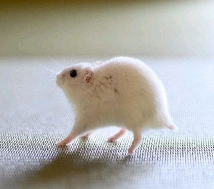 Create meme: hamster , hamster , the Syrian hamster is albino