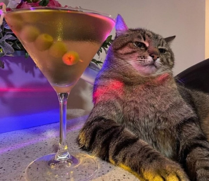 Создать мем: кот с бокалом, кот, кот с вином