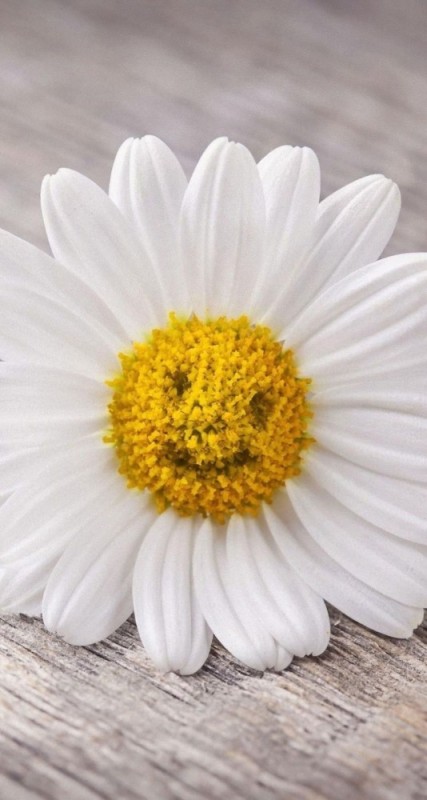 Create meme: chamomile petals, Daisy flower , chamomile amelia