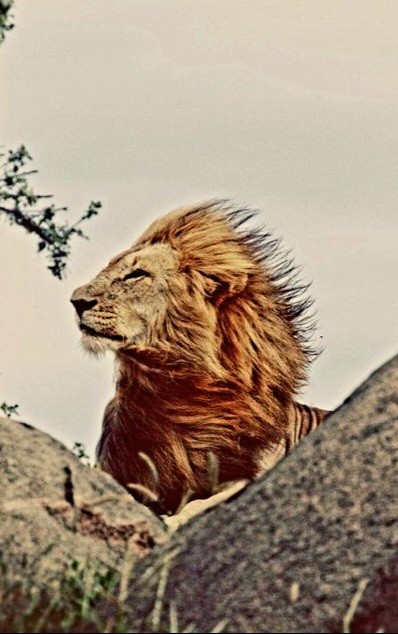 Создать мем: животные милые, lion, фотография льва
