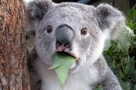 Создать мем: удивленная коала, медведь коала, маленькие коалы