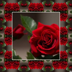 Создать мем: картинки гифы большие анимация шикарные розы, открытка, красная роза на черном фоне
